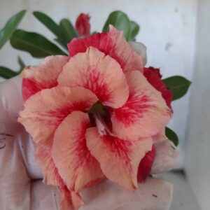 Planta Dobrada 2200 – 30cm – 02 anos