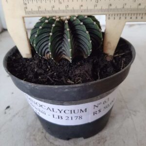 GYMNOCALYCIUM Friedrichii LB 2178 - Nº 63 – vaso 11