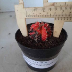 GYMNOCALYCIUM Mihanovichii Variegata Nº 153 – vaso 09