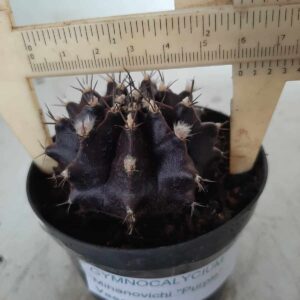Gymnocalycium Mihanovichii “Purple” Nº 291 – vaso 09