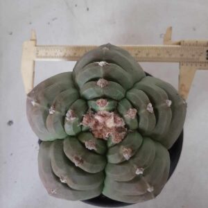 ASTROPHYTUM cv KIKKO MYRIOSTIGMA  Nº 454 – vaso 15