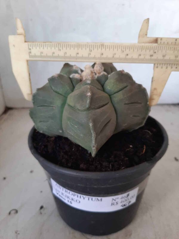 ASTROPHYTUM cv KIKKO  Nº 467 – vaso 15 - Imagem 4