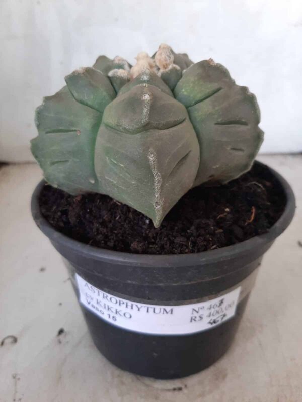 ASTROPHYTUM cv KIKKO  Nº 467 – vaso 15 - Imagem 2