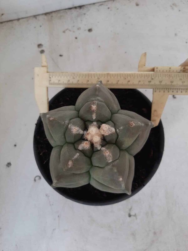 ASTROPHYTUM cv KIKKO  Nº 467 – vaso 15 - Imagem 1