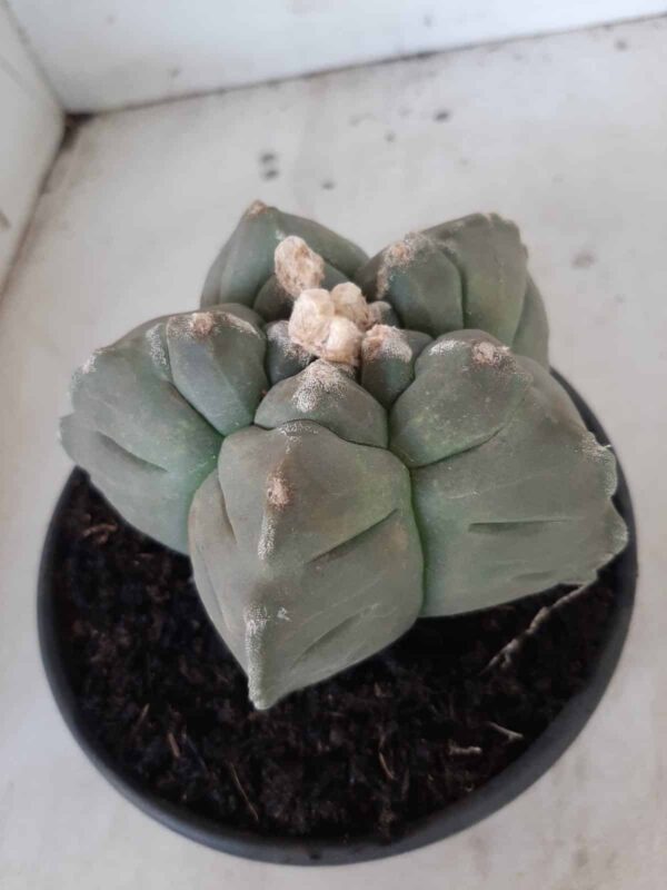 ASTROPHYTUM cv KIKKO  Nº 467 – vaso 15 - Imagem 7