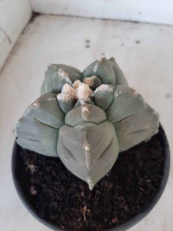 ASTROPHYTUM cv KIKKO  Nº 467 – vaso 15 - Imagem 6