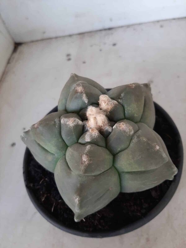 ASTROPHYTUM cv KIKKO  Nº 467 – vaso 15 - Imagem 3