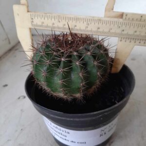 Cacto Lobivia Haematantha Nº 55 - vaso 11 (sem identificação de cor)