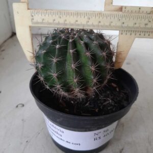 Cacto Lobivia Haematantha Nº 56 - vaso 11 (sem identificação de cor)