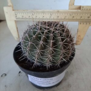 Cacto Lobivia Haematantha Nº 60 - vaso 11 (sem identificação de cor)