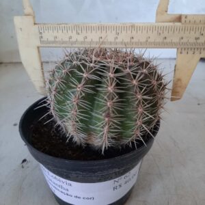 Cacto Lobivia Haematantha Nº 62 - vaso 11 (sem identificação de cor)