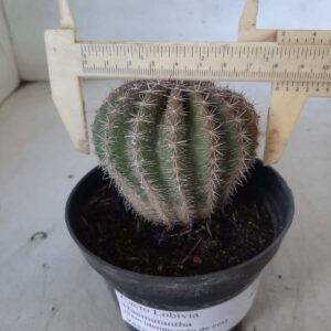 Cacto Lobivia Haematantha Nº 68 - vaso 11 (sem identificação de cor)