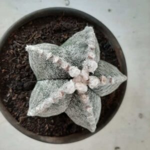 ASTROPHYTUM MYRIOSTIGMA  Nº 385 – vaso 15
