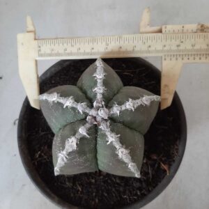 ASTROPHYTUM MYRIOSTIGMA  Nº 386 – vaso 15