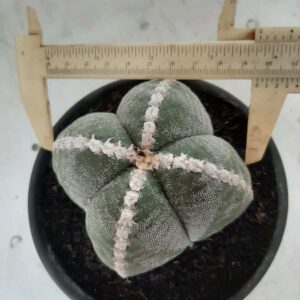 ASTROPHYTUM MYRIOSTIGMA "4 Quinas"  Nº 383 – vaso 15