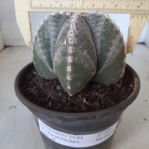 ASTROPHYTUM MYRIOSTIGMA  Nº 424 – vaso 15