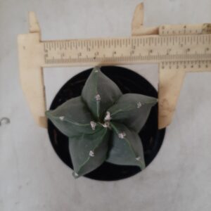 ASTROPHYTUM MYRIOSTIGMA "NUDUM"  Nº 406 – vaso 09