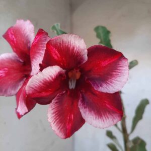 Planta Simples 1836 – 25cm – 09 meses