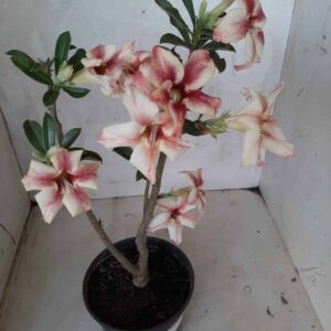 Planta Simples 2112 – 30cm – 01 ano