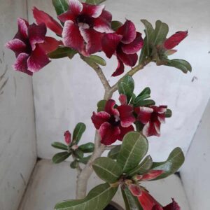 Planta Simples 2119 – 35cm – 02 anos