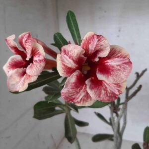 Planta Simples 2144 – 30cm – 01 ano