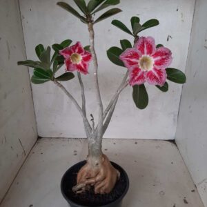 Planta Simples 2147 – 35cm – 03 anos
