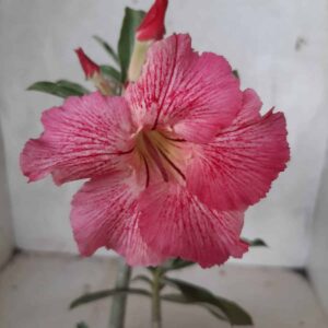 Planta Simples 2148 – 25cm – 01 ano