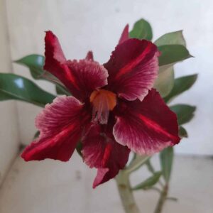 Planta Simples 2150 – 25cm – 01 ano