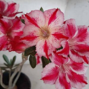 Planta Simples 2152 – 35cm – 02 anos