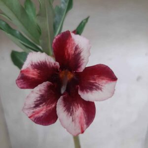 Planta Simples 2154 – 30cm – 01 ano
