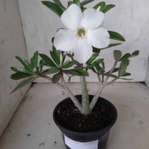 Planta Simples 2155 – 25cm – 01 ano