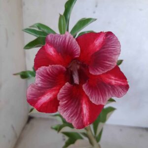 Planta Simples 2157 – 25cm – 01 ano