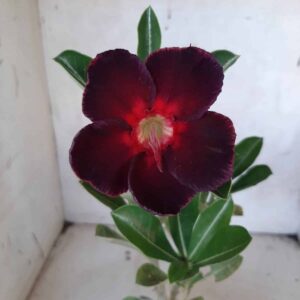 Planta Simples 2158 – 25cm – 01 ano