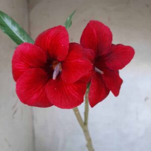 Planta Simples 2160 – 30cm – 01 ano