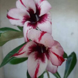 Planta Simples 2161 – 30cm – 01 ano