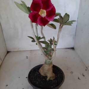 Planta Simples 2162 – 30cm – 02 anos