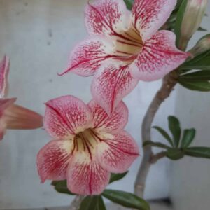 Planta Simples 2165 – 30cm – 01 ano