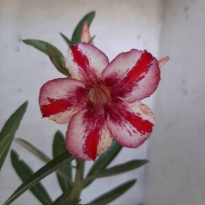 Planta Simples 2166 – 30cm – 01 ano