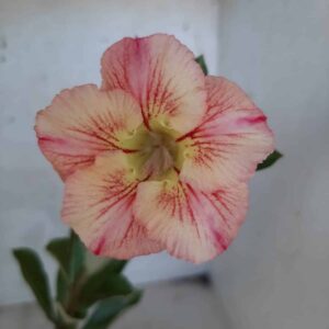 Planta Simples 2168 – 30cm – 01 ano