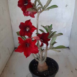 Planta Simples  2176 –25cm – 02 anos