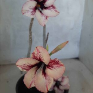 Planta Simples  2179 – 30cm – 01 ano