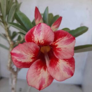 Planta Simples  2182 – 30cm – 02 anos