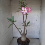 Planta ARABICUM 151 – 45cm - 05 anos