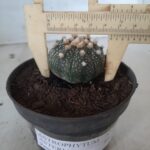 ASTROPHYTUM ASTERIAS Nº 327 – vaso 11