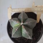 ASTROPHYTUM MYRIOSTIGMA  Nº 425 – vaso 15