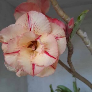 Planta Dobrada 2207 – 35cm – 03 anos