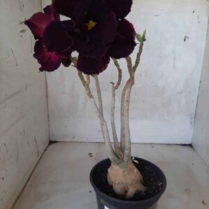 Planta Dobrada 2208 – 30cm – 02 anos