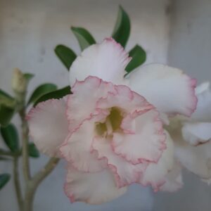 Planta Dobrada 2212 – 30cm – 02 anos