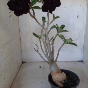 Planta Dobrada 2213 – 30cm – 02 anos