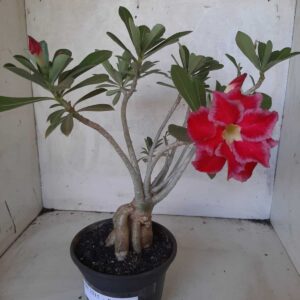Planta Dobrada 2215 – 30cm – 02 anos